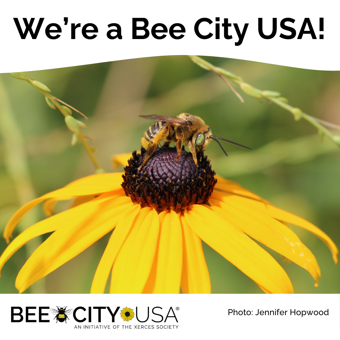 Close up of bee polinating a daisy flower